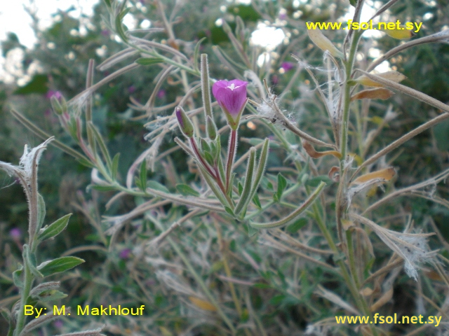 Epilobium hirsutum L.